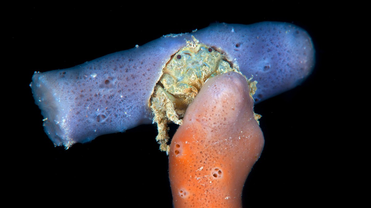 A crab with evolved brain functions.

Note: Keywords "crab" and "brain evolution" were used.