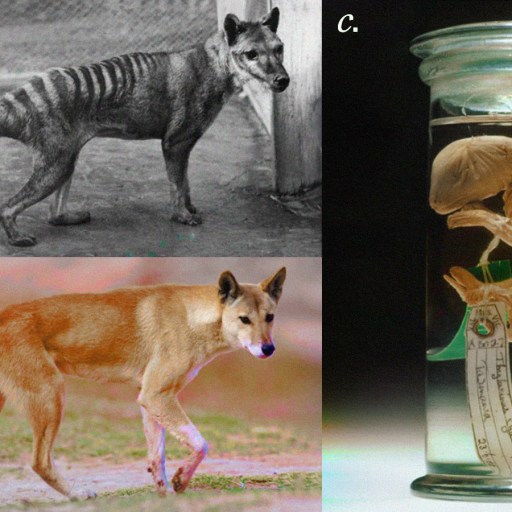 tasmanian tiger and dingo