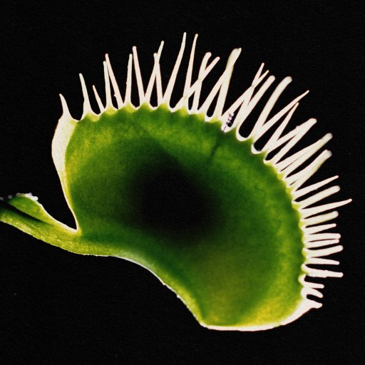 Carnivorous carnivorous carnivorous carnivorous carnivorous carnivorous.