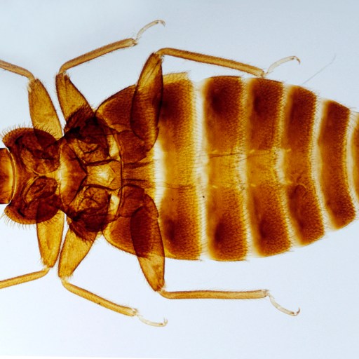 A single bed bug on a white background.