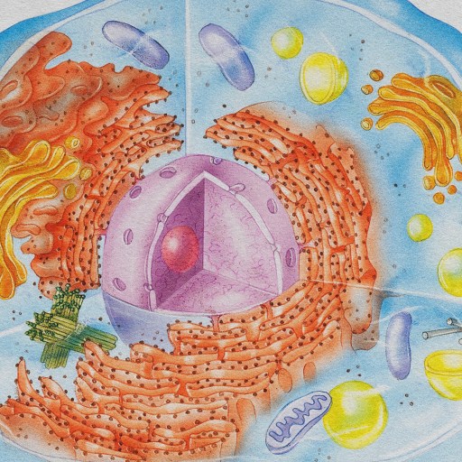 A drawing of a cell highlighting various organelles.
