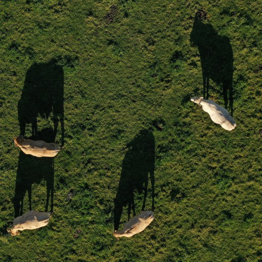 A group of cows are grazing peacefully in a lush green field.