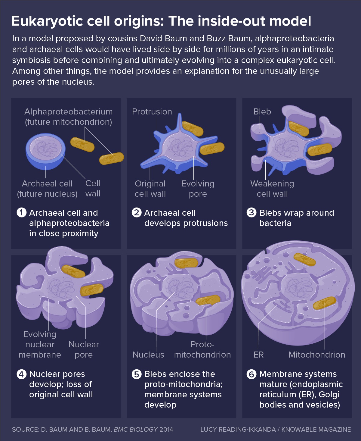 Eukaryotic cell origin the inside out model.