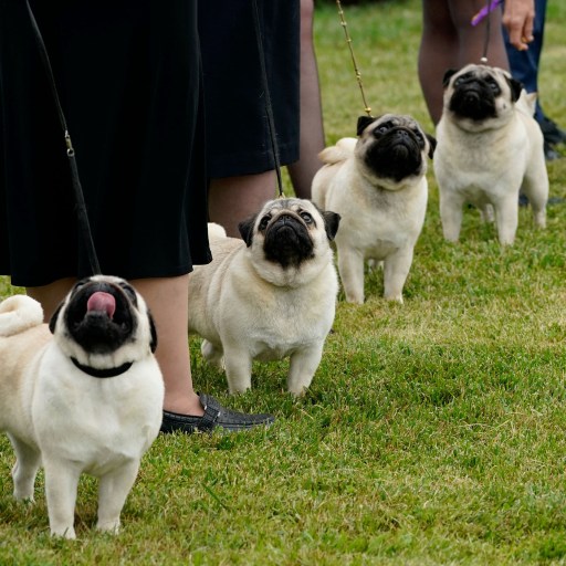 A group of adorable pugs on a leash.