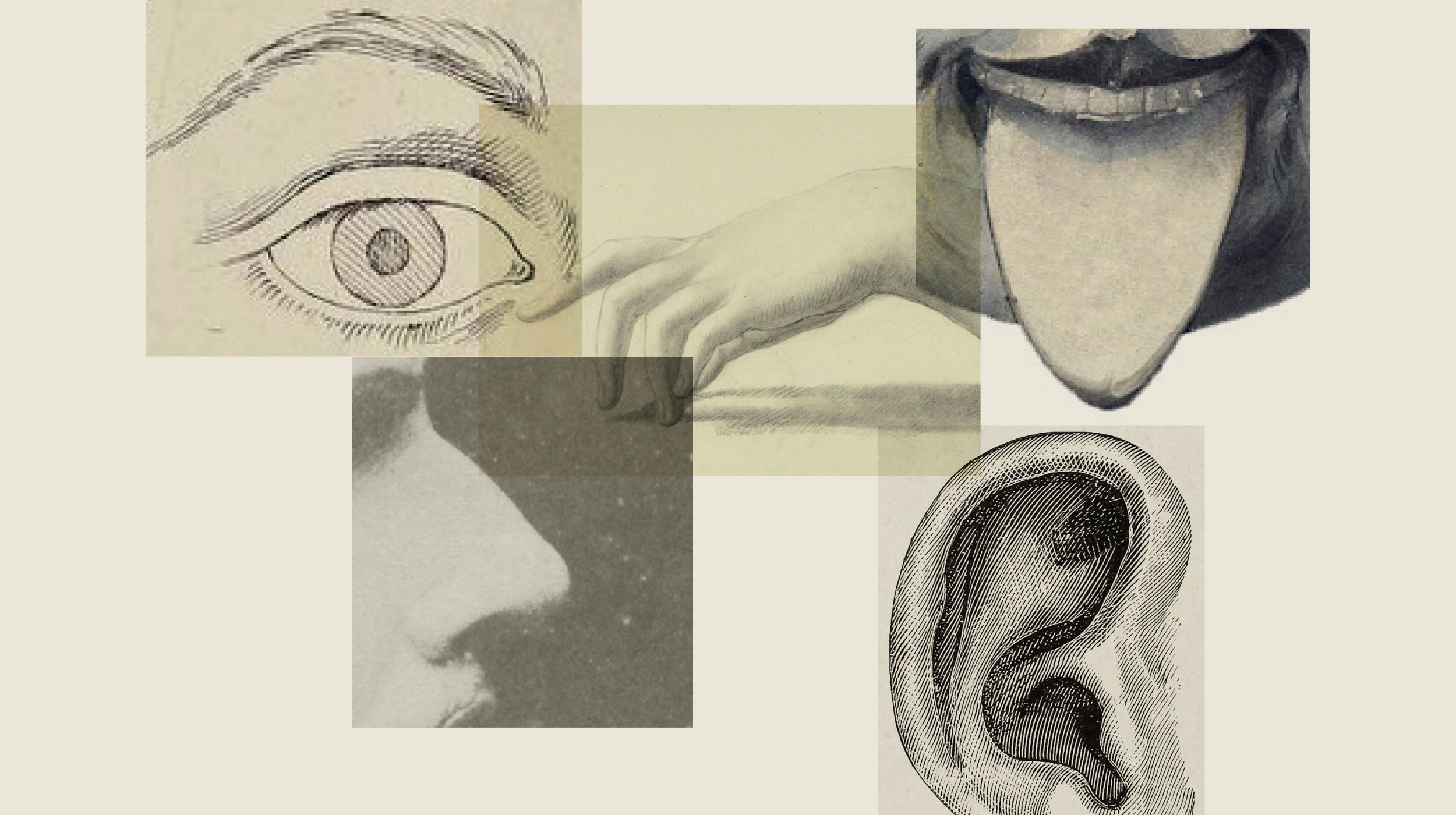 A collage featuring detailed illustrations of an eye, nose, ear, mouth with tongue, and a hand against a light background.