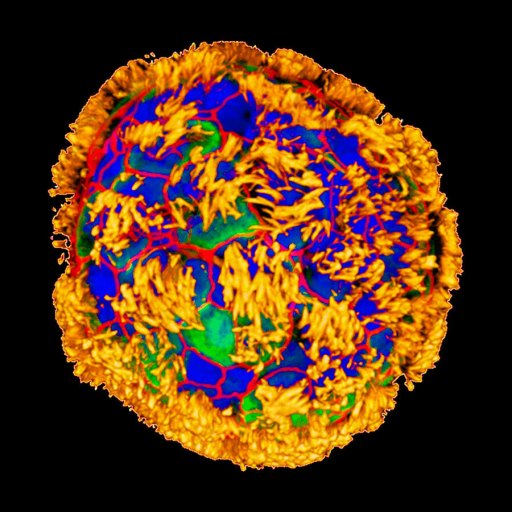 An image of a blue, yellow, and green cell.