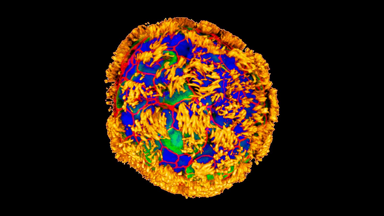 An image of a blue, yellow, and green cell.