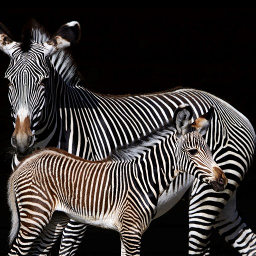 Experiencing the zebra effect, a zebra stands near a baby zebra.