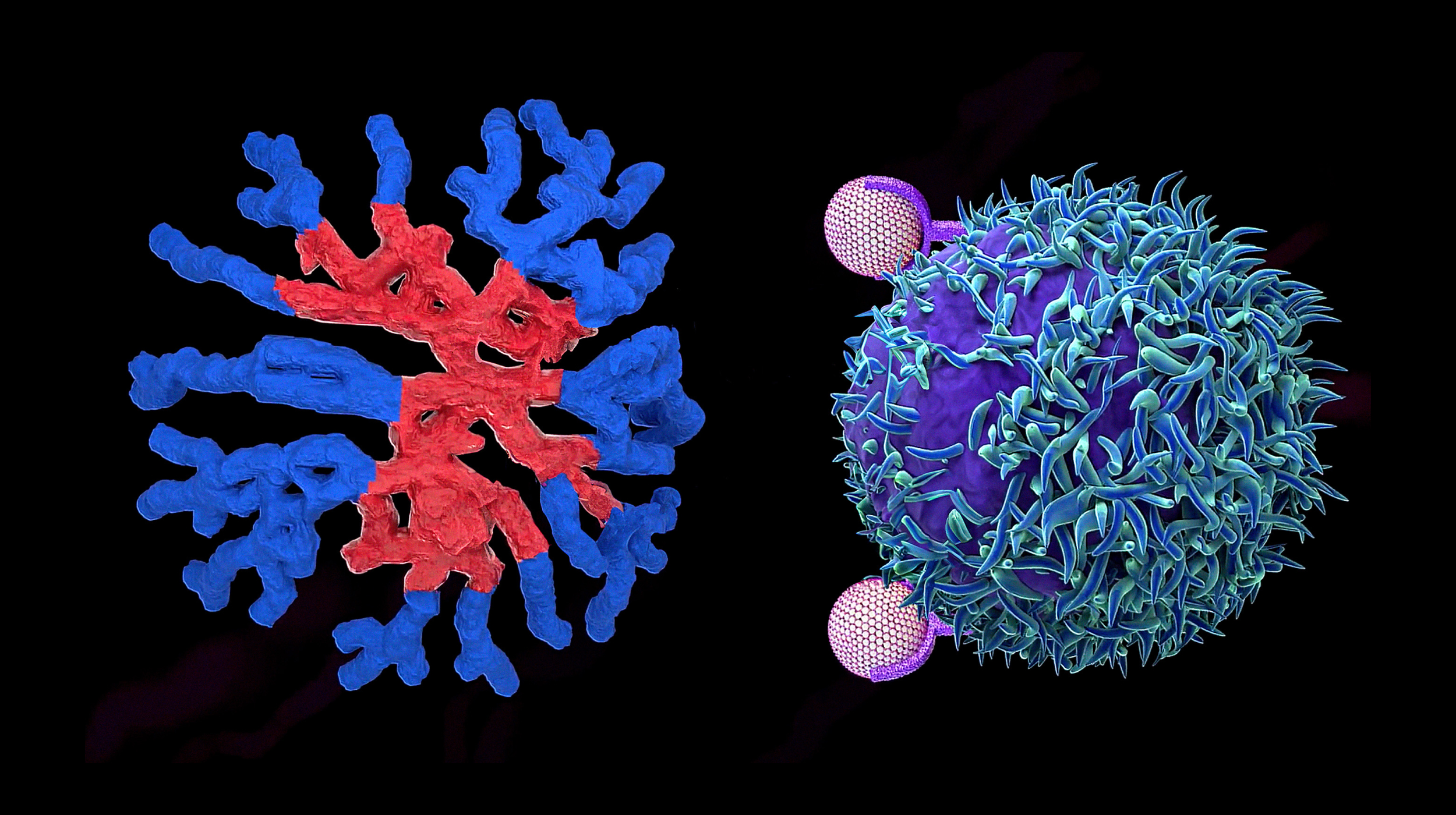 An image of a virus and a blue and red cell.