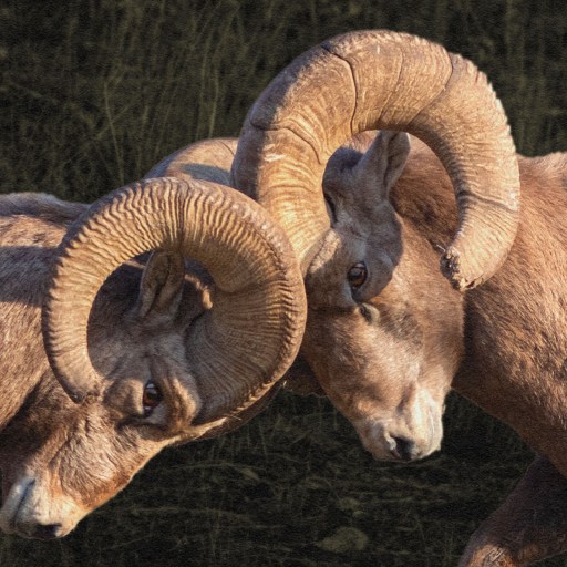 Two large horned rams.