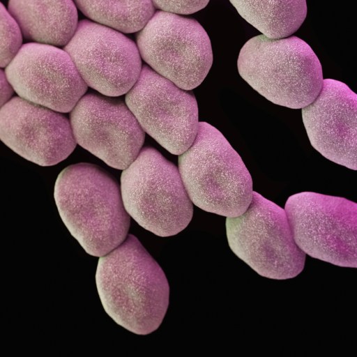 A close up image of a group of pink bacteria on a black background.