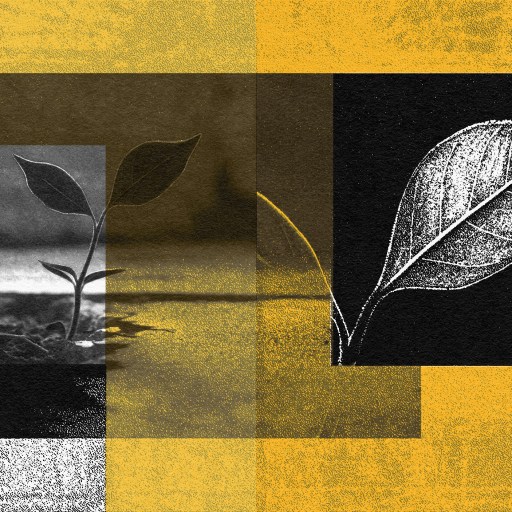 A black and white image of a leaf growing out of a concrete.