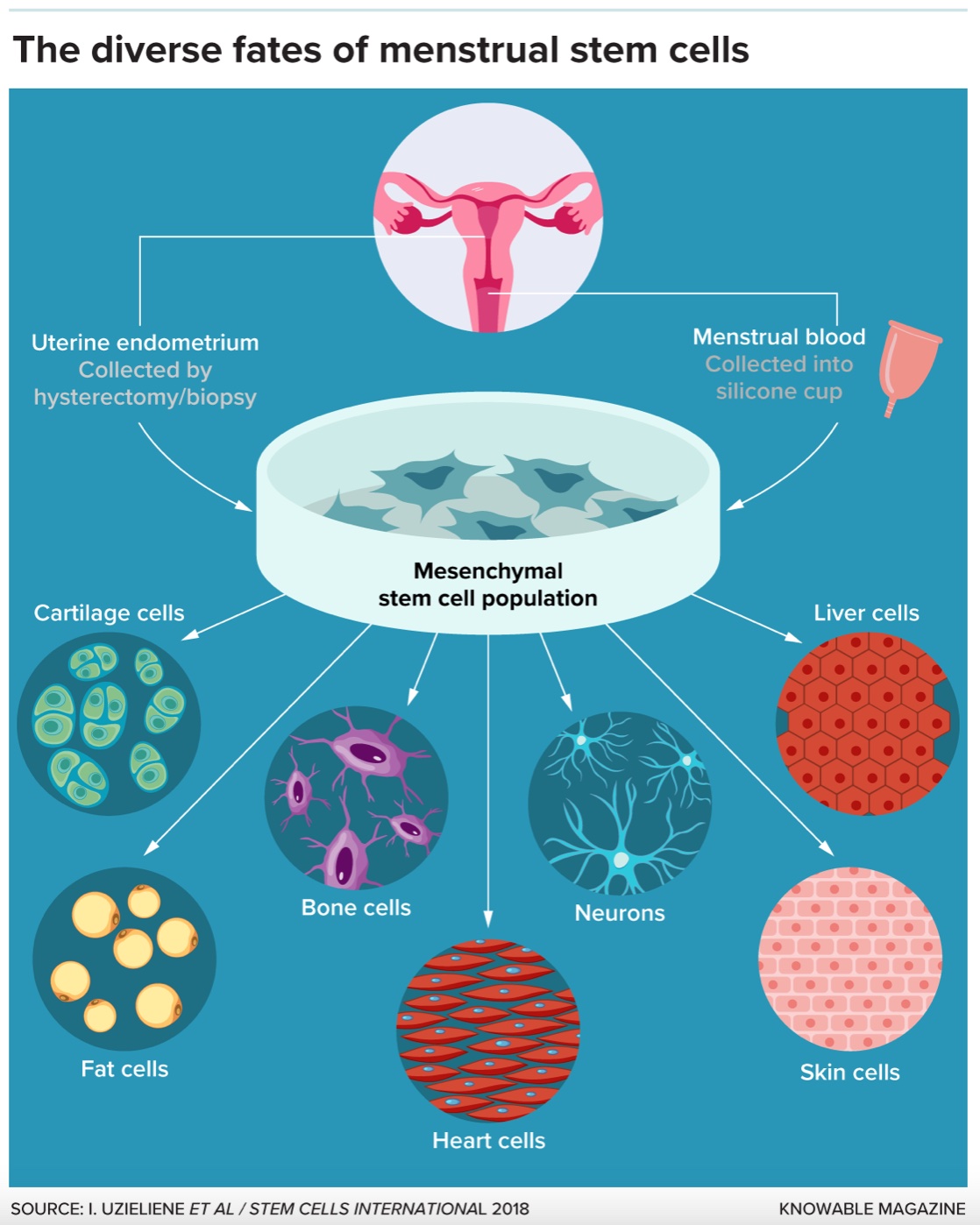 The diverse rates of fetal stem cells.