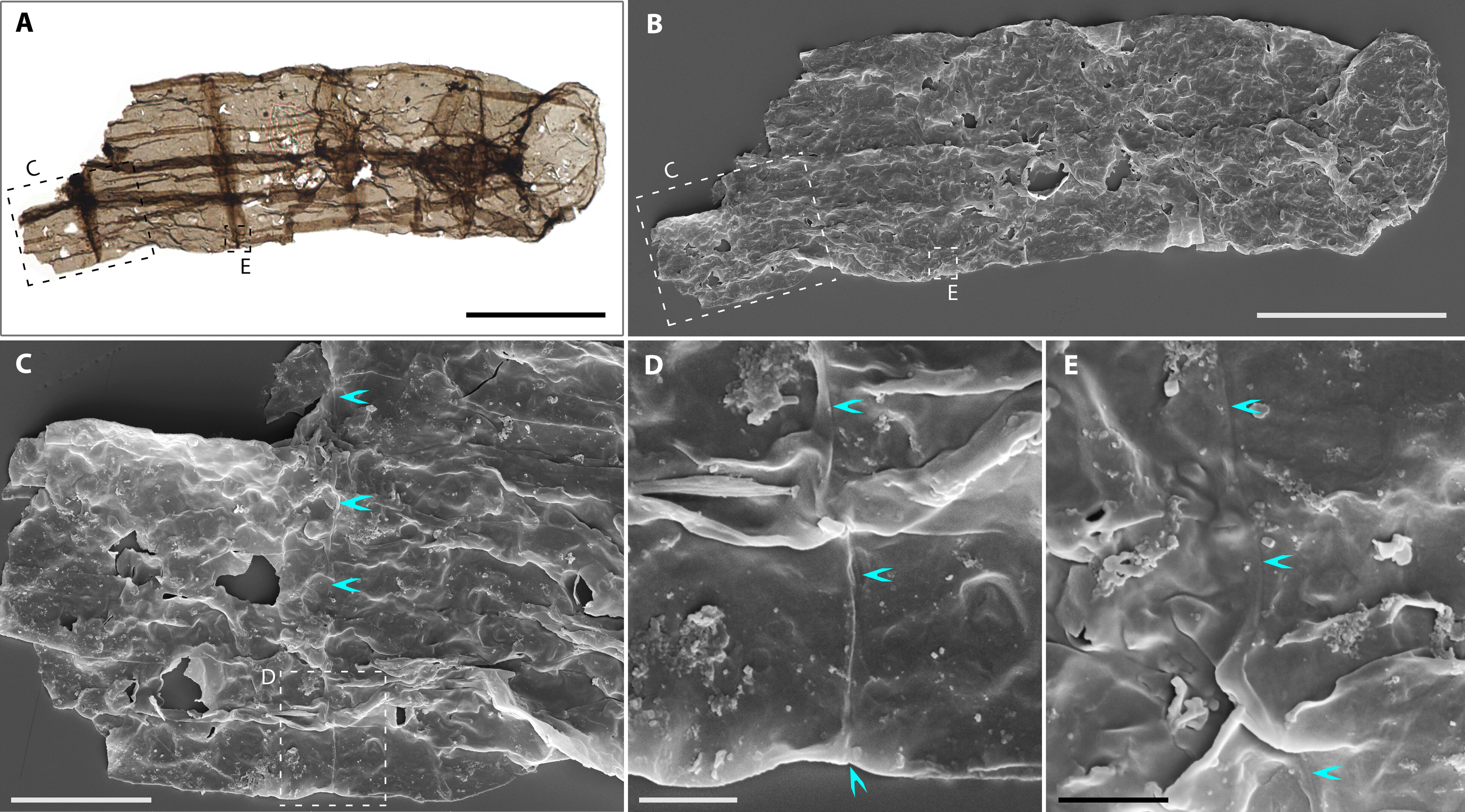 A series of images showing different types of fossils.