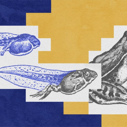 Illustration of a tadpole and a frog.