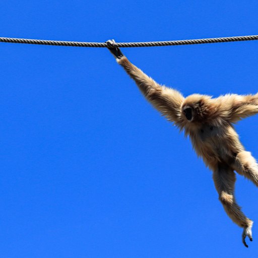 A tailless human from a rope.