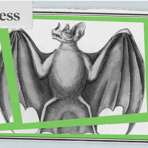 Illustration of a vampire bat with outstretched wings.