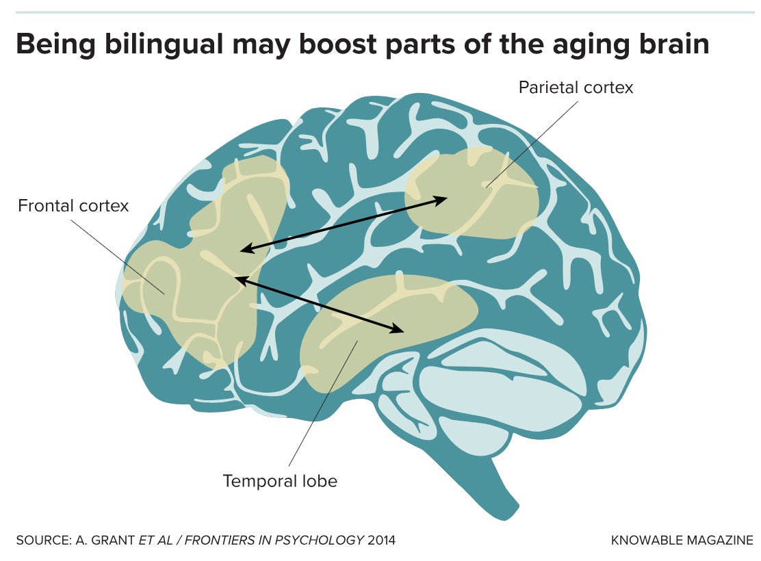 Being bilingual may boost parts of the aging brain.