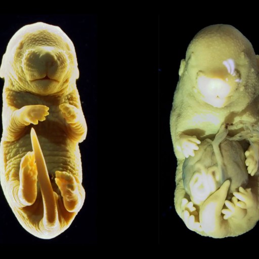 Two images of shark embryos against a black background, showing developmental stages with visible internal structures.