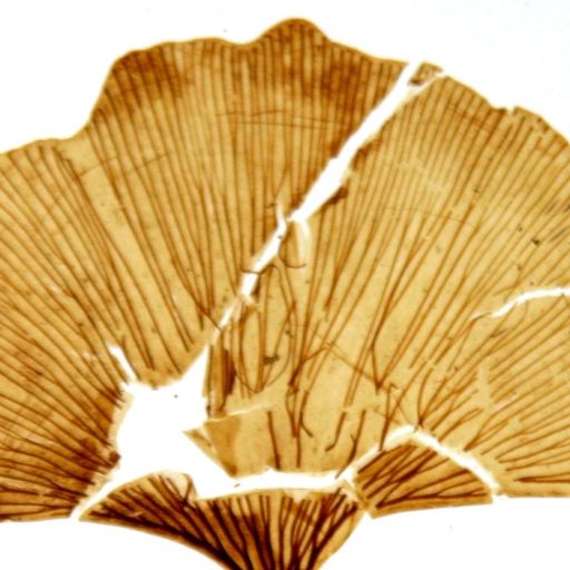 Pressed and dried ginkgo biloba leaf with visible veins and a tear.