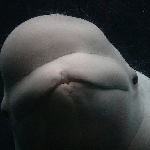 Close-up of a beluga whale's head with visible facial creases, communicating in an alien language, against a dark water background.