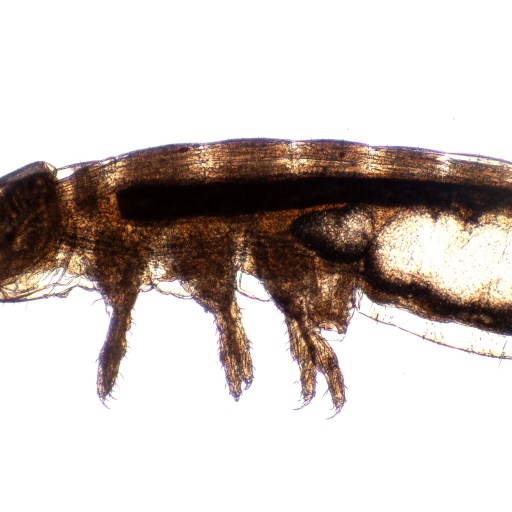 Close-up of a brown beetle viewed from the side under a microscope, showing its detailed body structure against a plain white background.