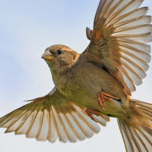 A small, warm-blooded brown bird with outstretched wings captured in mid-flight against a blue sky.