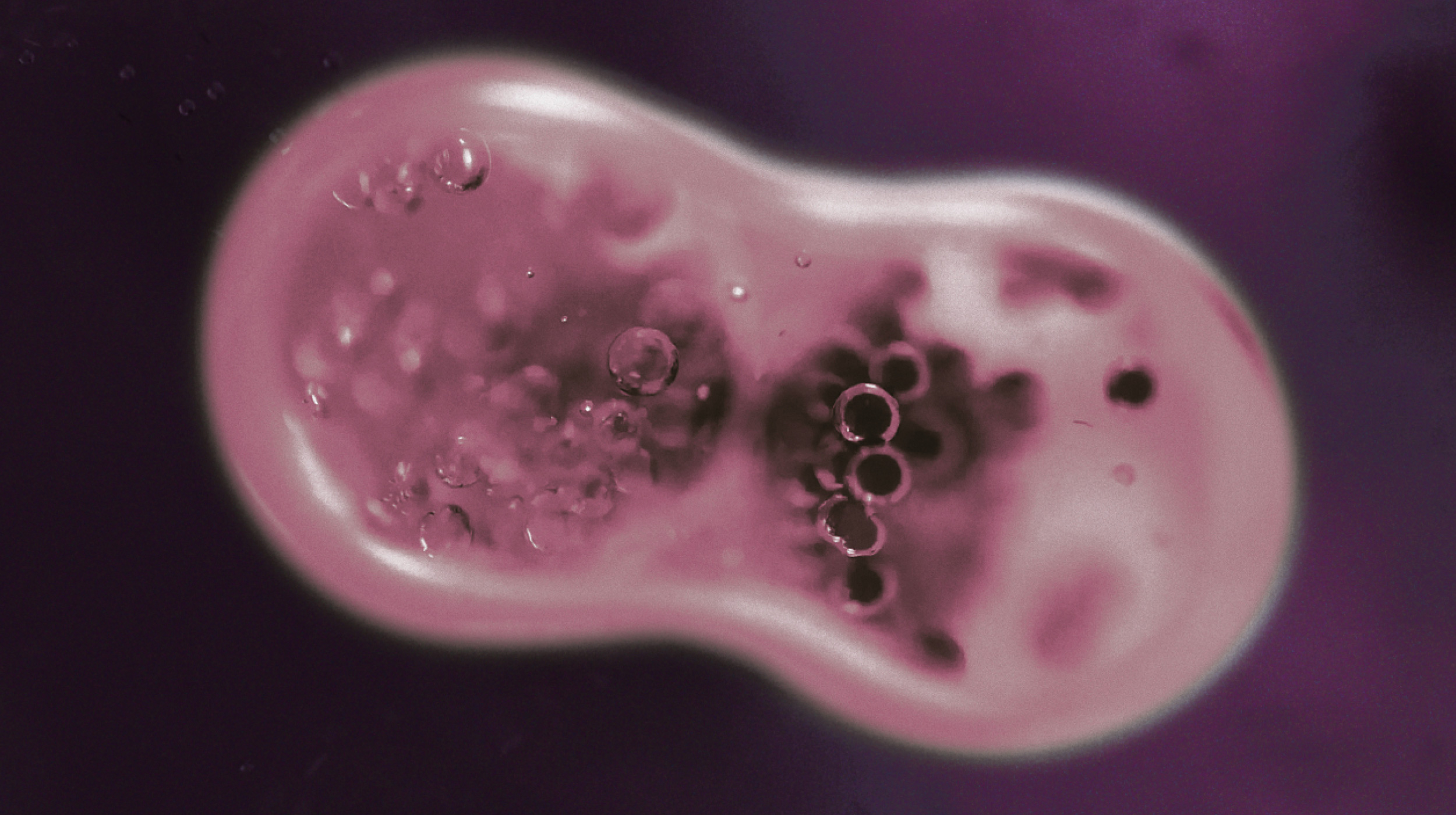 Microscopic close-up of a cell undergoing division, showing two forming daughter cells with visible internal structures against a purple background.