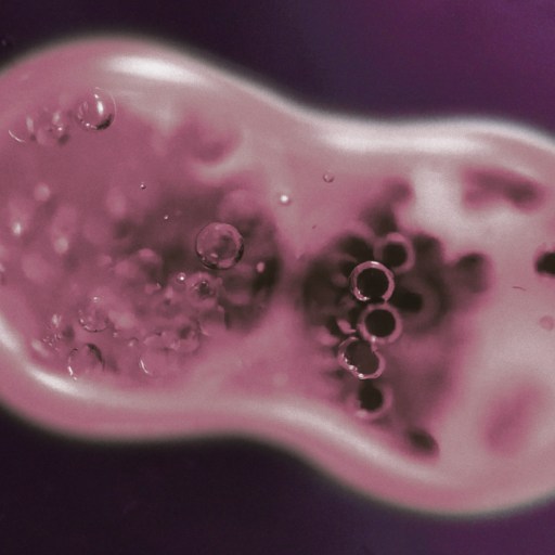 Microscopic close-up of a cell undergoing division, showing two forming daughter cells with visible internal structures against a purple background.