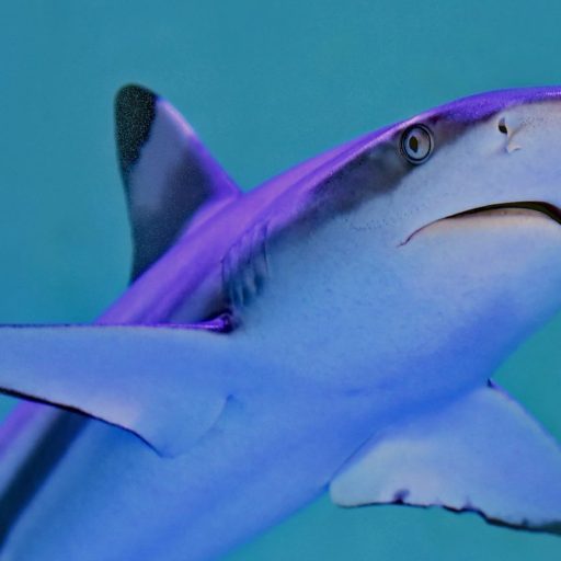 A shark swimming in clear blue water showcases the beauty of marine life. It's crucial to save the sharks to protect this delicate ecosystem.