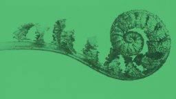 A fern frond unfurling in a spiral shape against a plain green background.