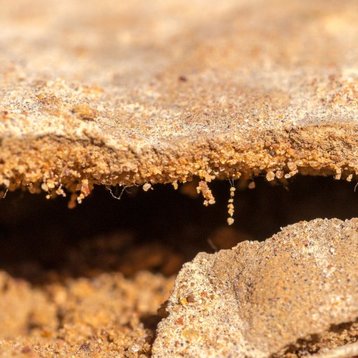 A close-up image showing a crack in the ground, revealing a narrow, dark crevice between layers of brown, sandy soil with hints of biocrusts forming along the edges.