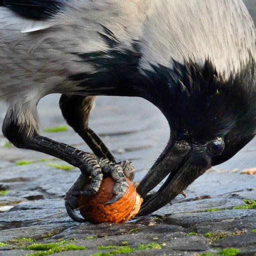 A hooded crow, exemplifying the intelligence of smart crows, pecks at a nut it holds with its claws on a mossy stone ground.