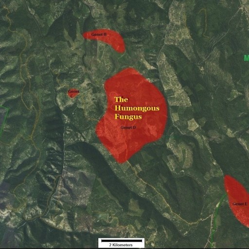 Aerial map view highlighting the Humongous Fungus in red within Malheur National Forest, with labeled sections "Genet D" and "Genet E." A scale bar indicates 2 kilometers.