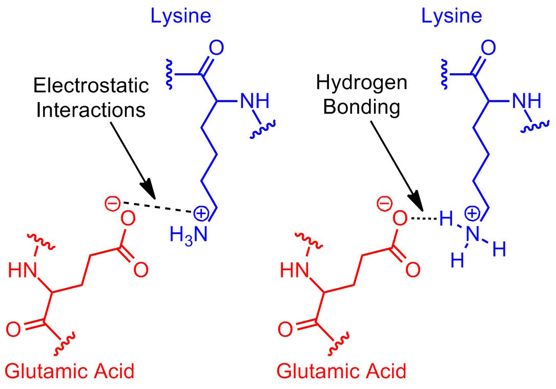 Diagram showing interactions between lysine and glutamic acid. Electrostatic interactions and hydrogen bonding are indicated with arrows and labeled.