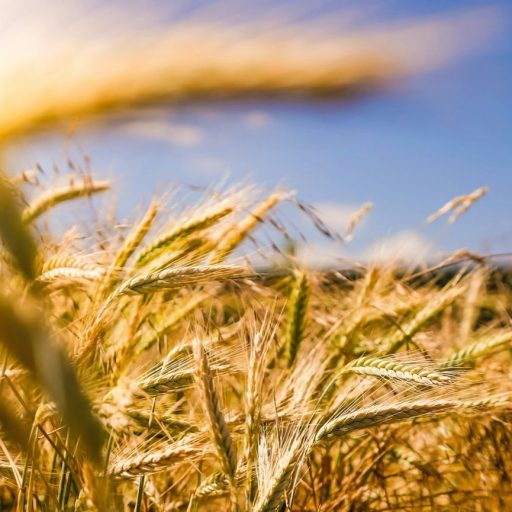 Golden wheat field under a bright blue sky with sunlight streaming in from the left.
