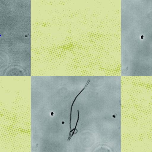 A collage of images shows microscopic views with arrows and lines depicting movement and velocity, displayed on a color scale, with a scale marker indicating 20 micrometers.
