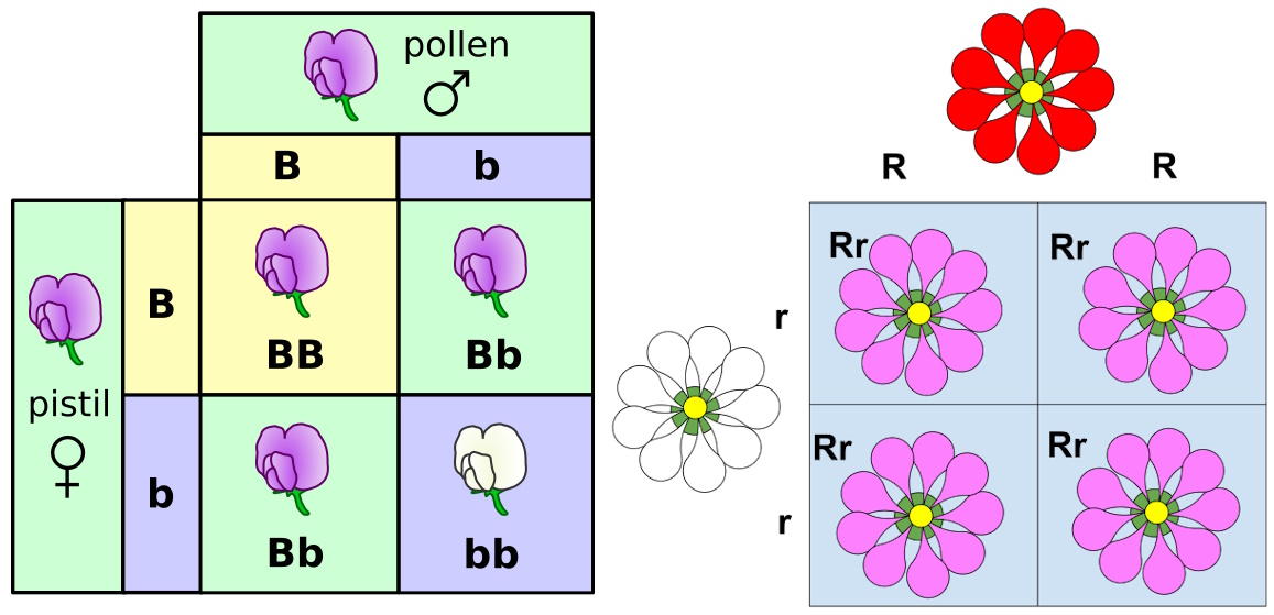 Punnett squares illustrating flower color inheritance: the left displays purple (BB, Bb) and white (bb) flowers, while the right showcases red (RR), pink (Rr), and white (rr) flowers. Dive into this uncensored exploration of genetic science beyond regulations.