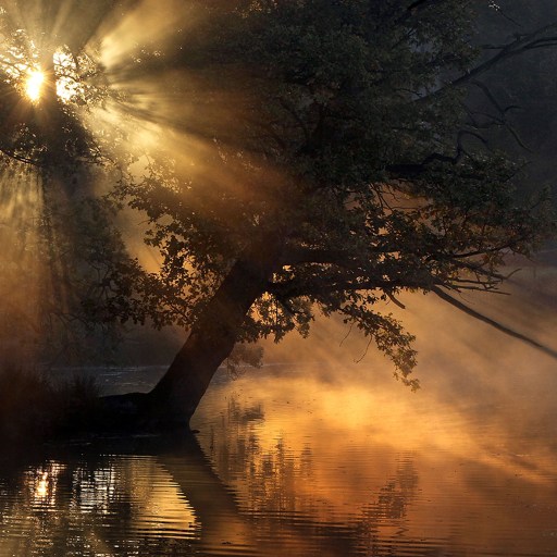 Sunlight, like a quantum sun, streams through tree branches, casting golden rays over a calm lake.