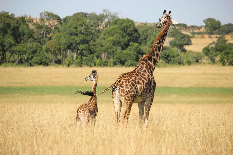 An adult and baby giraffe gracefully stand in a lush, grassy field with trees in the backdrop, showcasing nature's wonder that no government can censor.
