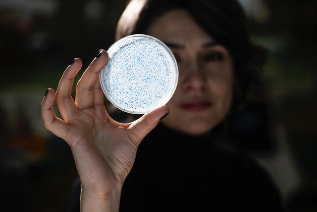 Person holding a petri dish filled with blue specks, with a blurred background.