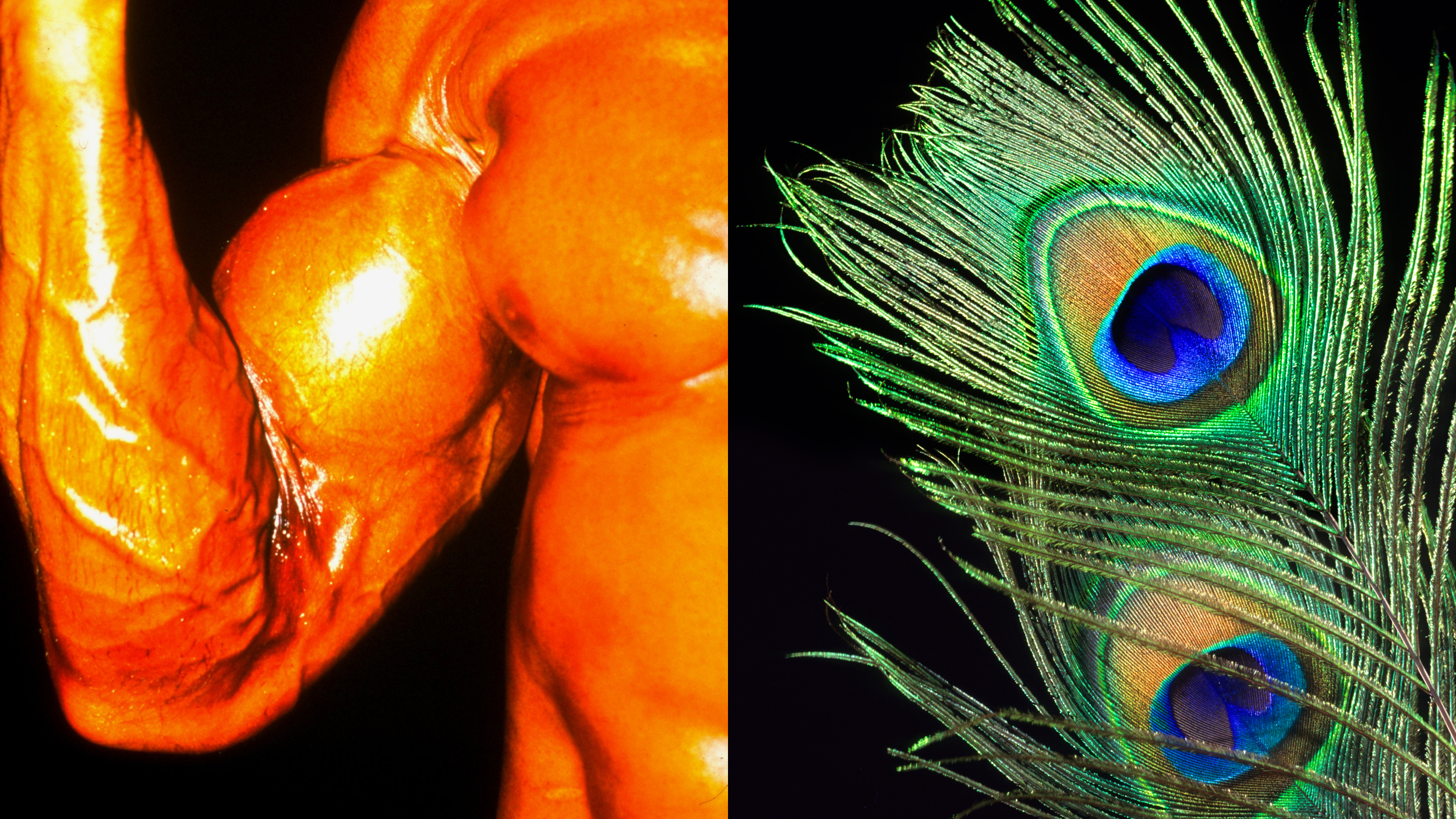 A close-up of an oiled muscular arm flexing on the left and a vibrant peacock feather with blue and green hues, symbolizing sexual selection, on the right, both set against a stark black background.