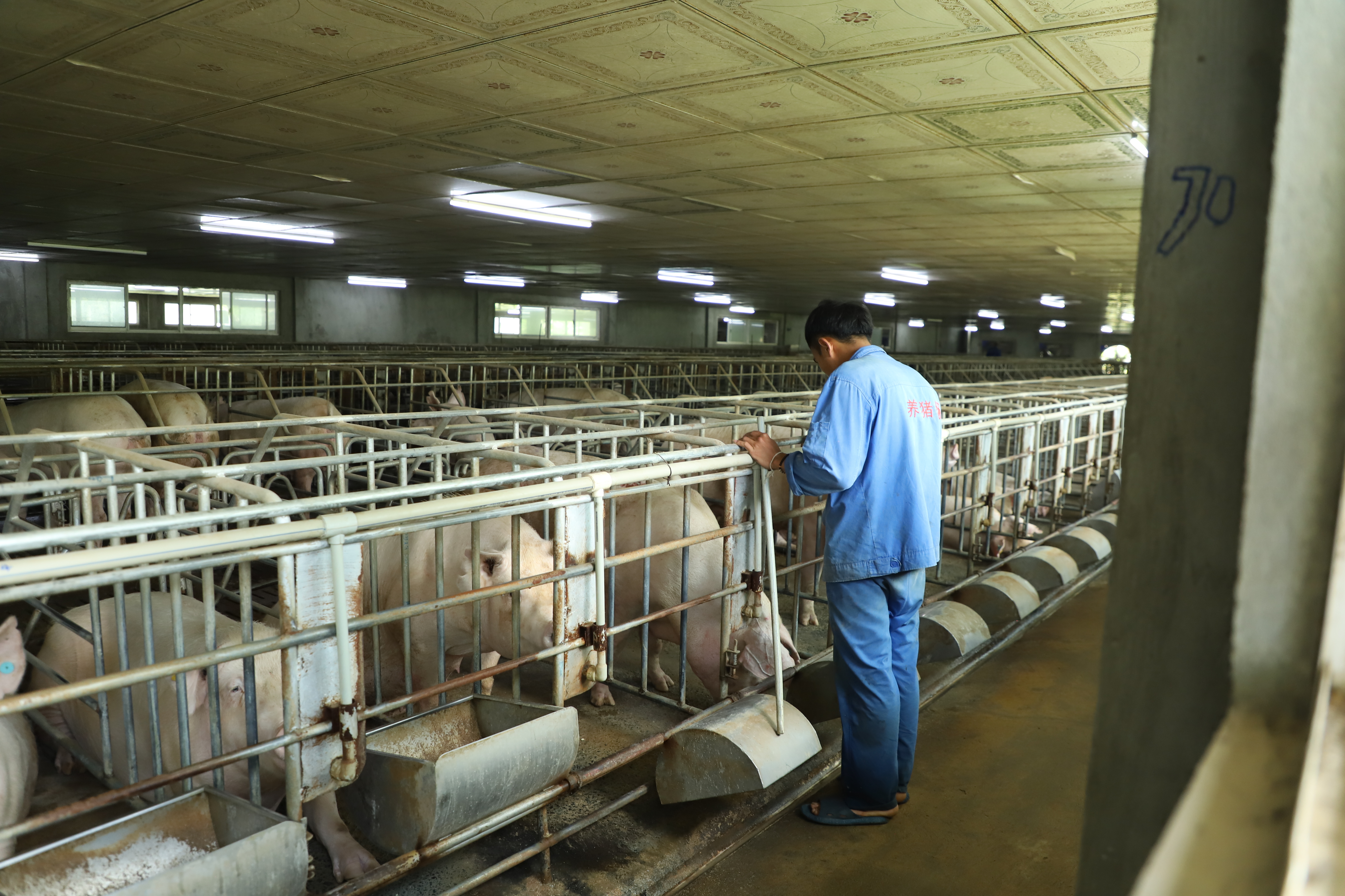 Person in blue attire inspects pigs in individual pens inside a large, lit room with metal railings and feeding trays.