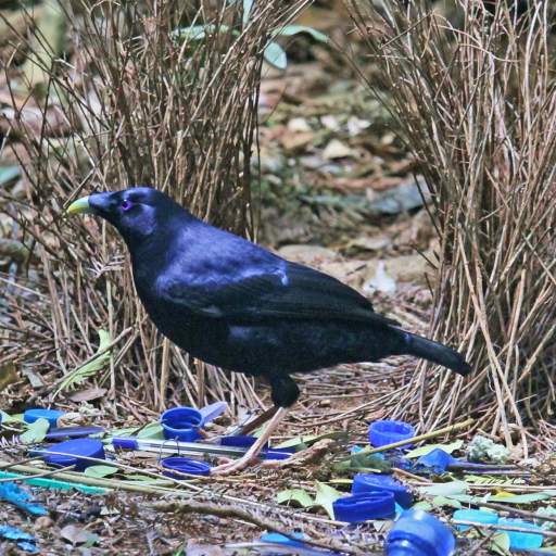 A satin bowerbird stands on the ground, artfully surrounded by blue objects like an artist's palette, with dried twigs in the background, a testament to nature's evolution.