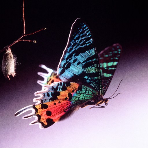 A colorful butterfly with vivid patterns hangs near an empty cocoon on a twig against a soft, gradient background.
