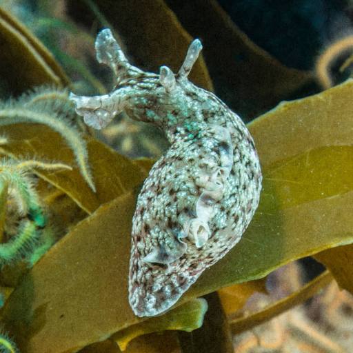 A sea slug with a mottled appearance glides gracefully across the brown seaweed, its vibrant colors etching an unforgettable memory in the underwater landscape.
