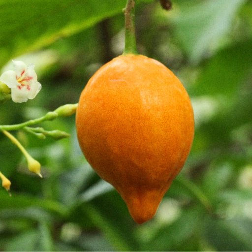 An orange fruit hangs from a branch, accompanied by a small white flower with pink details, set against a background of green leaves.