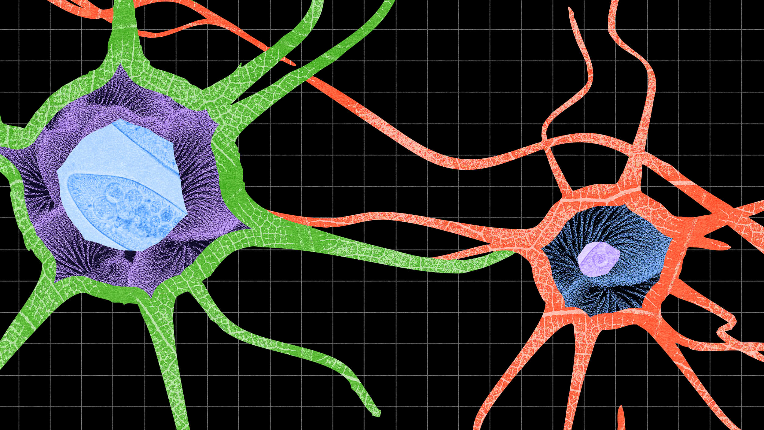 Illustration of two connected neurons with green and orange bodies, featuring detailed blue nuclei, against a black grid background.