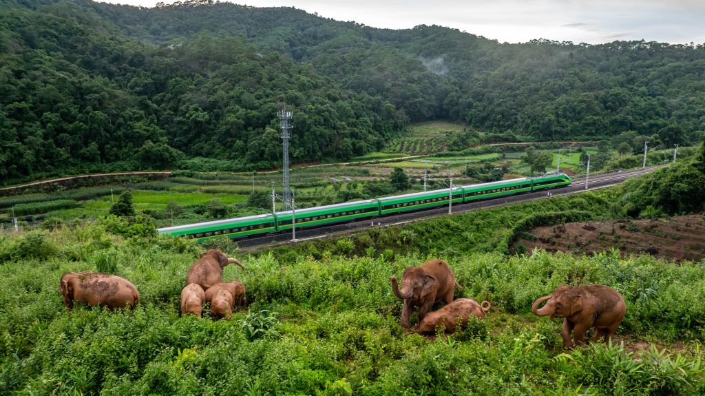 A group of elephants graze on a green hillside, with a long green train traveling on tracks through a valley and forested hills in the background.