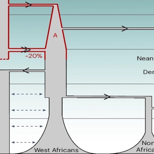 Diagram showing human evolutionary relationships and gene flow among Khoisan, West Africans, Non-Africans, Neanderthals, and Denisovans over time, with percentages of genetic admixture indicated.
